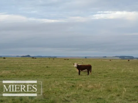 Chacra / Campo 65 ha en Punta Del Este — foto 3