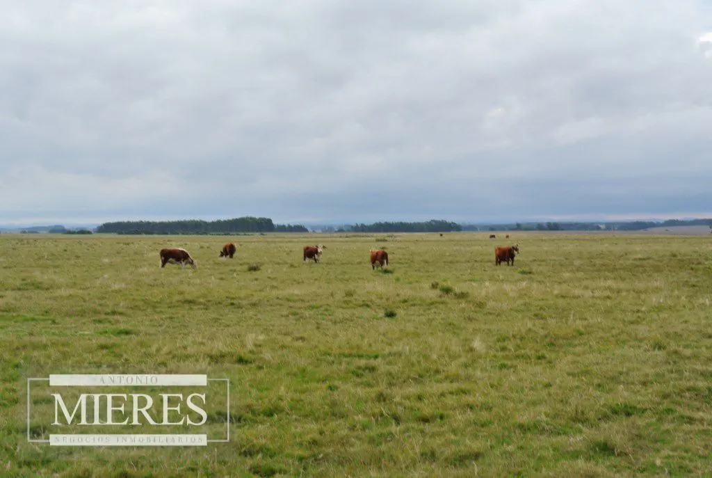 Chacra / Campo 65 ha en Punta Del Este — foto 4