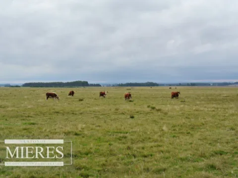Chacra / Campo 65 ha en Punta Del Este — foto 4