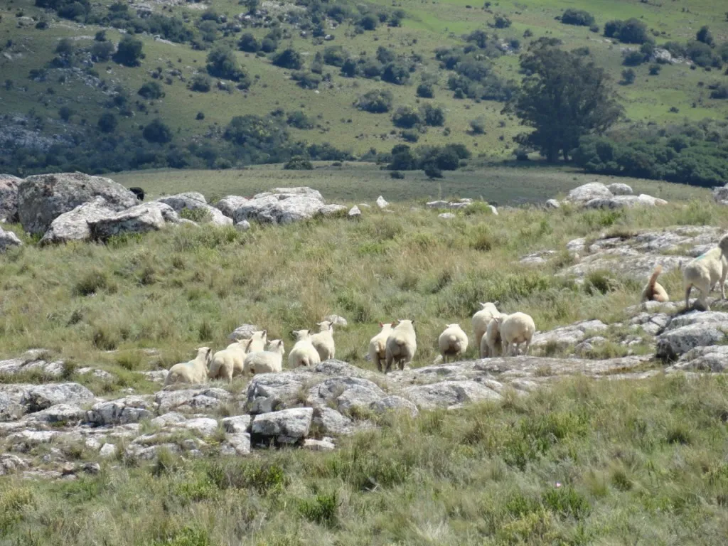 Chacra / Campo 96 ha en Maldonado — foto 8