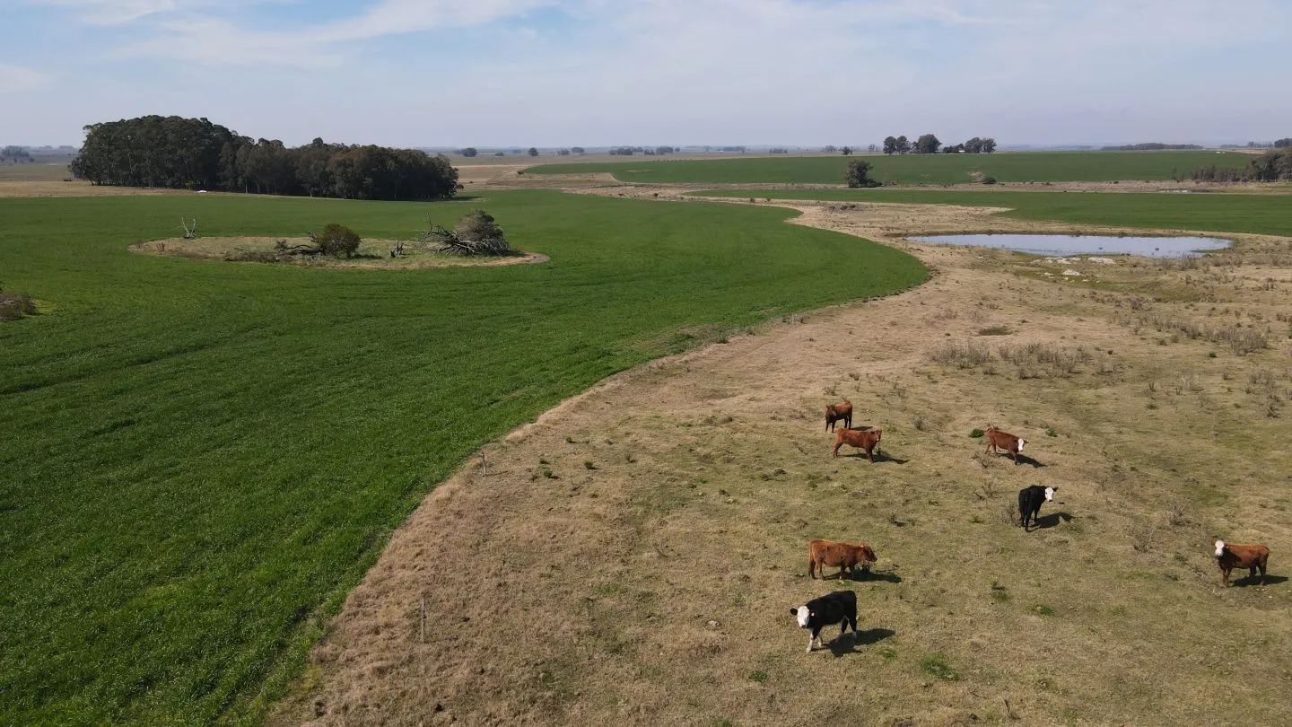 Chacra / Campo 360 ha en Lavalleja — foto 1