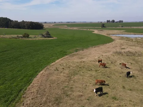Chacra / Campo 360 ha en Lavalleja