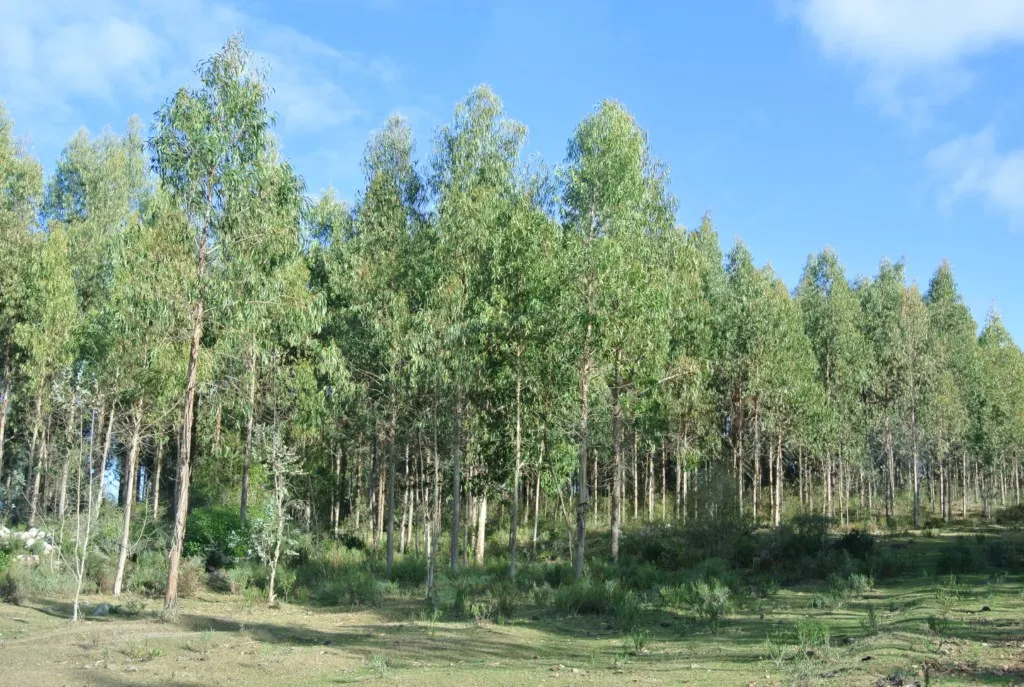 Chacra / Campo 1.730 ha en Lavalleja — foto 5