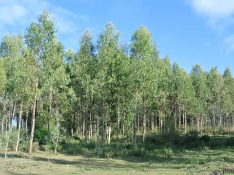 Chacra / Campo 1.730 ha en Lavalleja — foto 5