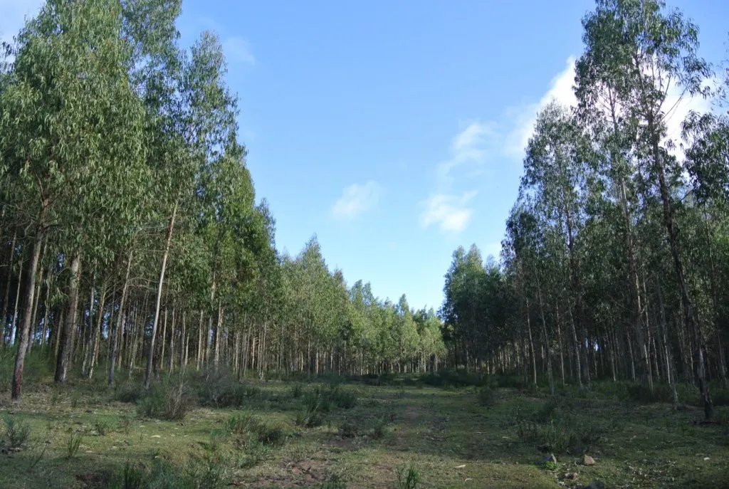 Chacra / Campo 1.730 ha en Lavalleja — foto 6