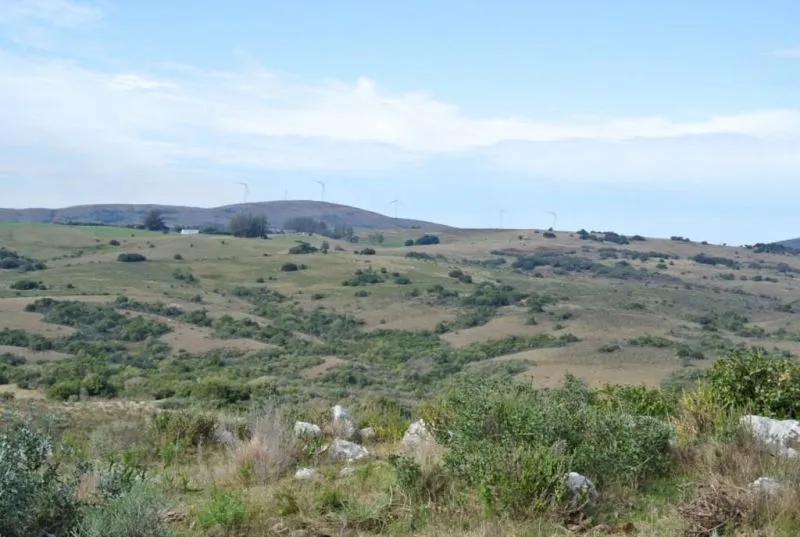 Chacra / Campo 36 ha en Maldonado — foto 4