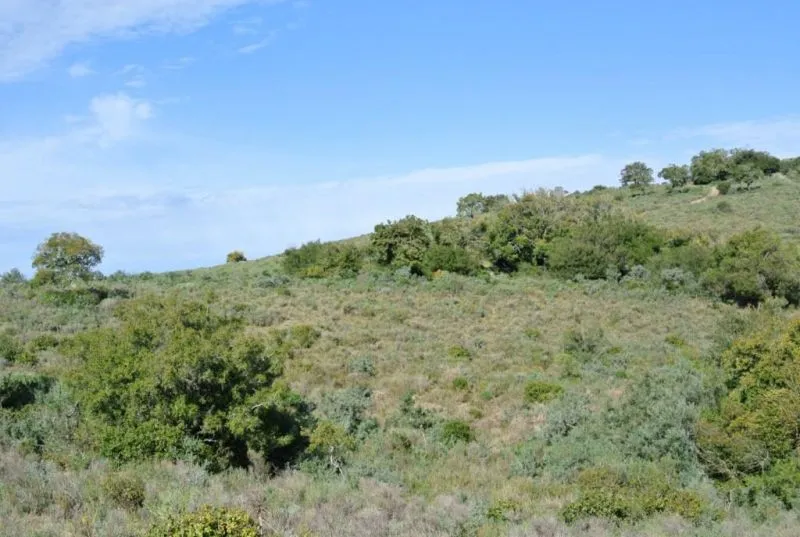 Chacra / Campo 36 ha en Maldonado — foto 5