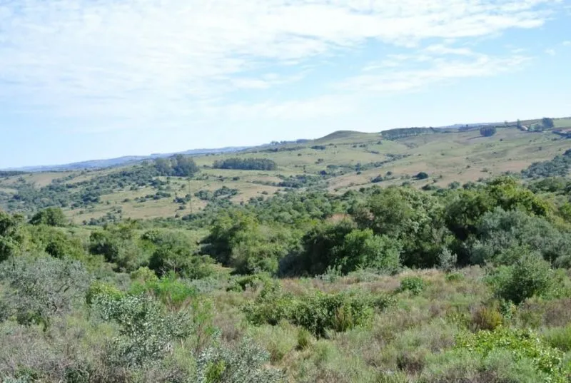 Chacra / Campo 36 ha en Maldonado — foto 6