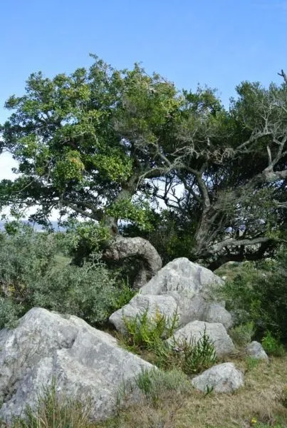 Chacra / Campo 36 ha en Maldonado — foto 12