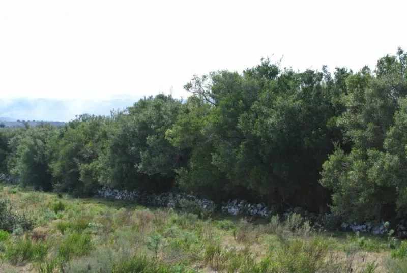 Chacra / Campo 36 ha en Maldonado — foto 14