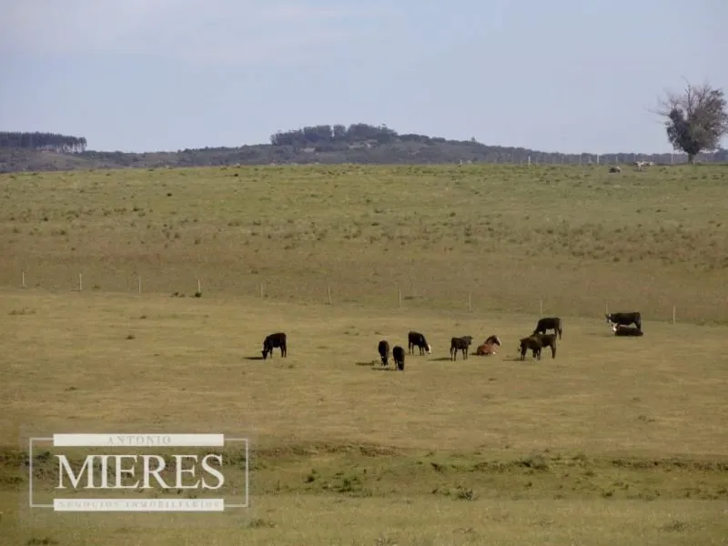 Chacra / Campo 60 ha en Maldonado — foto 3