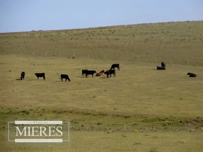 Chacra / Campo 60 ha en Maldonado — foto 6