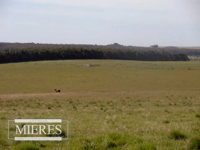 Chacra / Campo 60 ha en Maldonado — foto 9