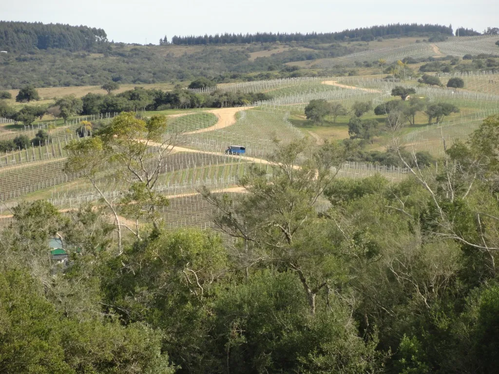 Chacra / Campo 7 ha en Maldonado — foto 4