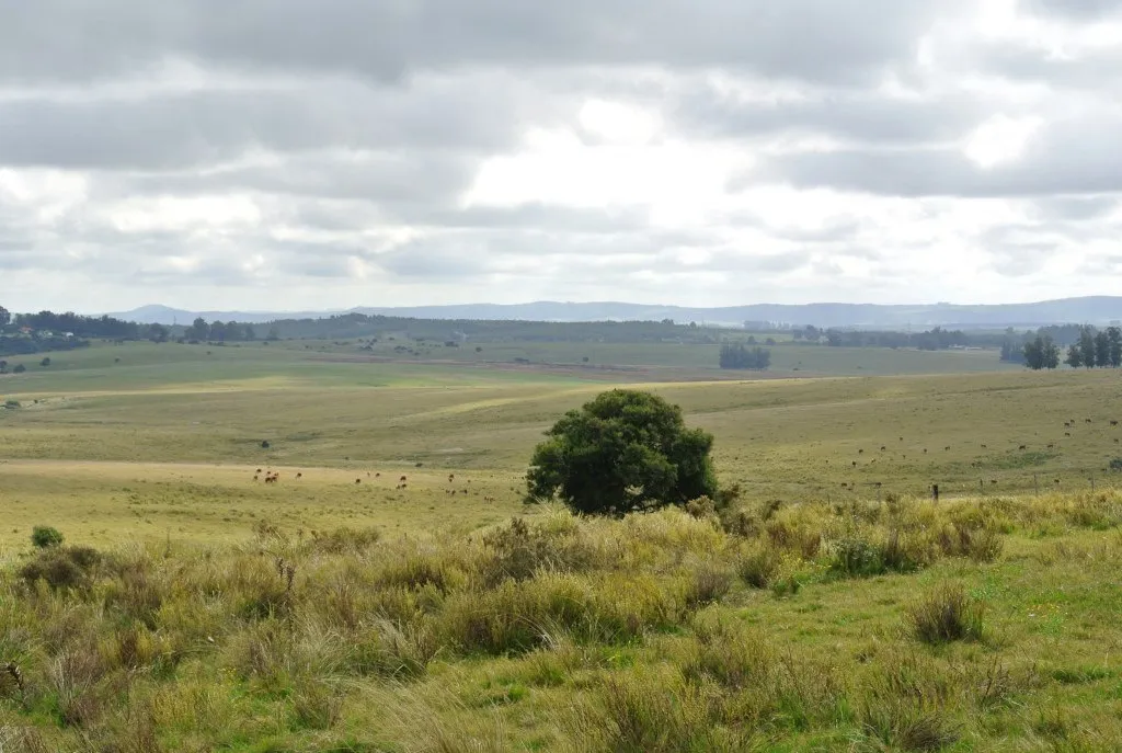 Chacra / Campo 371 ha en Maldonado — foto 8