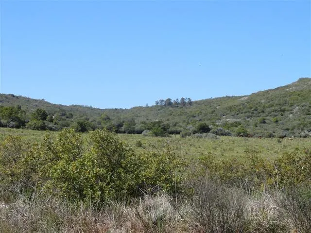 Chacra / Campo 37 ha en Maldonado — foto 6