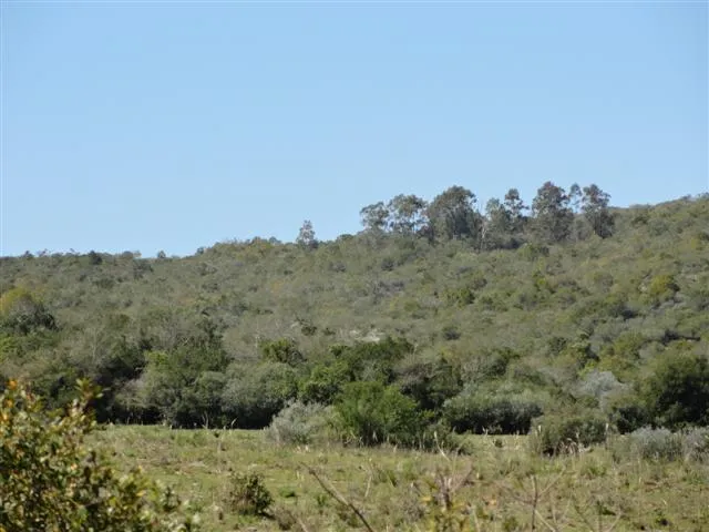 Chacra / Campo 37 ha en Maldonado — foto 7