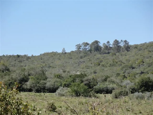 Chacra / Campo 37 ha en Maldonado — foto 8