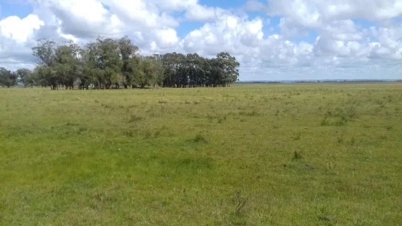 Campo en venta en Rocha 20ha — foto 5