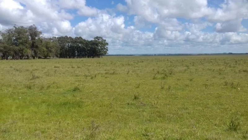 Campo en venta en Rocha 20ha — foto 8