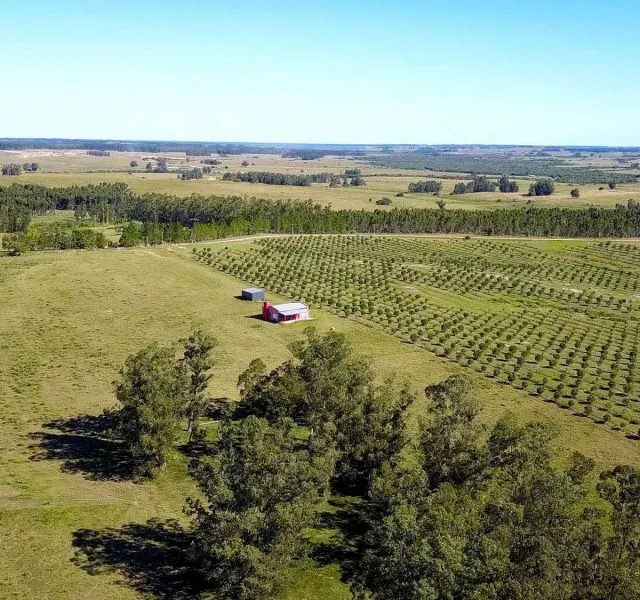 Campo de 60ha con olivos en Garzon — foto 1