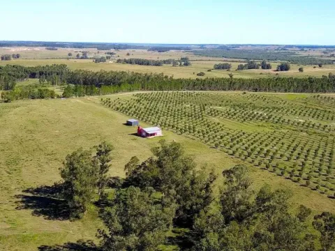 Campo de 60ha con olivos en Garzon