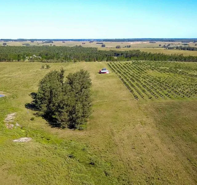 Campo de 60ha con olivos en Garzon — foto 2