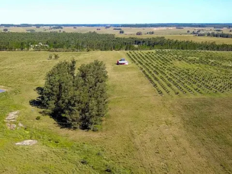 Campo de 60ha con olivos en Garzon — foto 2