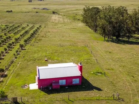 Campo de 60ha con olivos en Garzon — foto 3