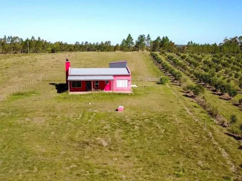 Campo de 60ha con olivos en Garzon — foto 4