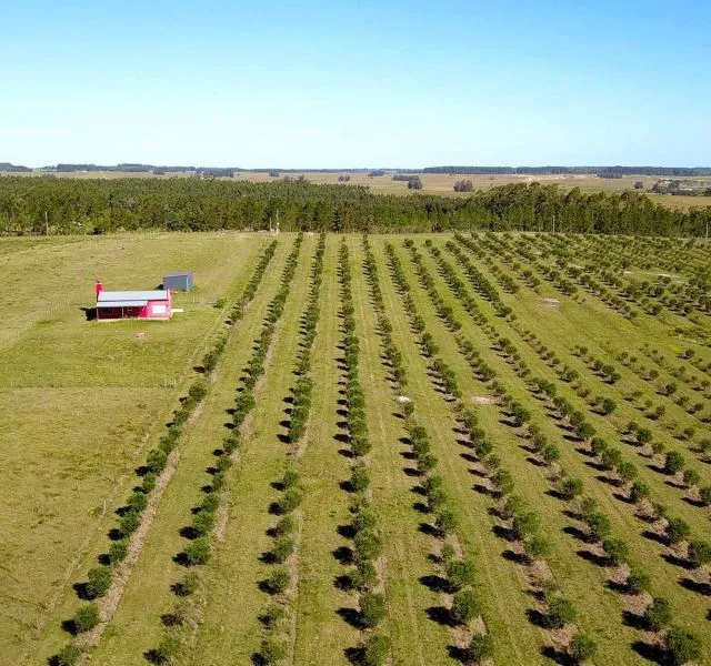 Campo de 60ha con olivos en Garzon — foto 5