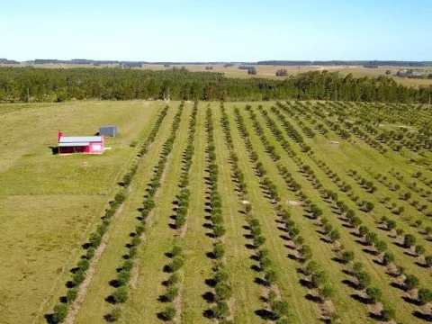 Campo de 60ha con olivos en Garzon — foto 5