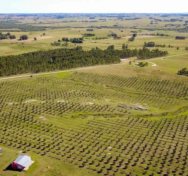 Campo de 60ha con olivos en Garzon — foto 6