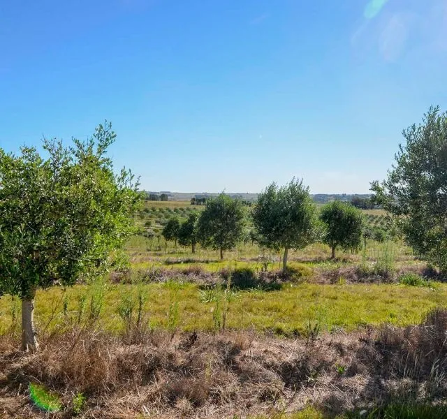 Campo de 60ha con olivos en Garzon — foto 21