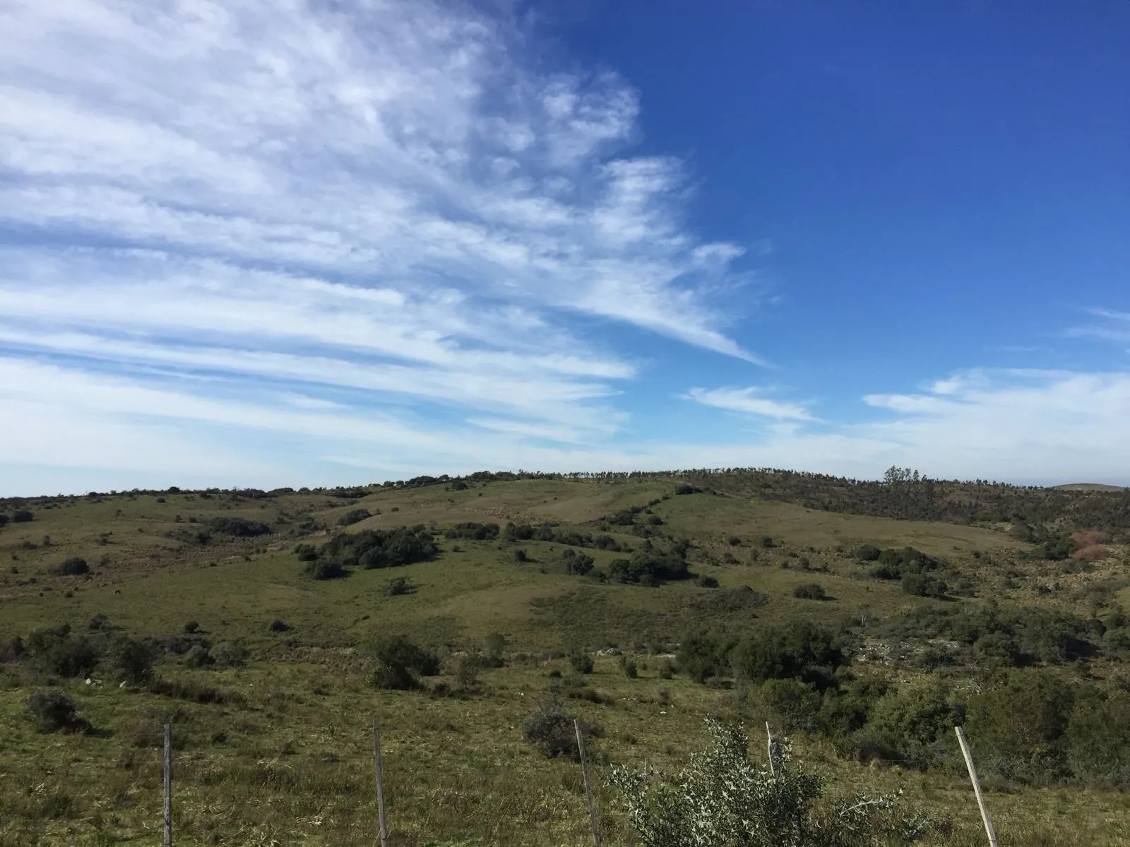 Campo de 115ha con casa en venta en Garzón — foto 6