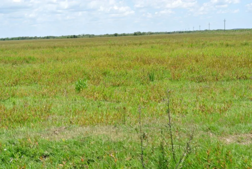 Campo de 1300ha en Cerro Largo Arrocero — foto 8