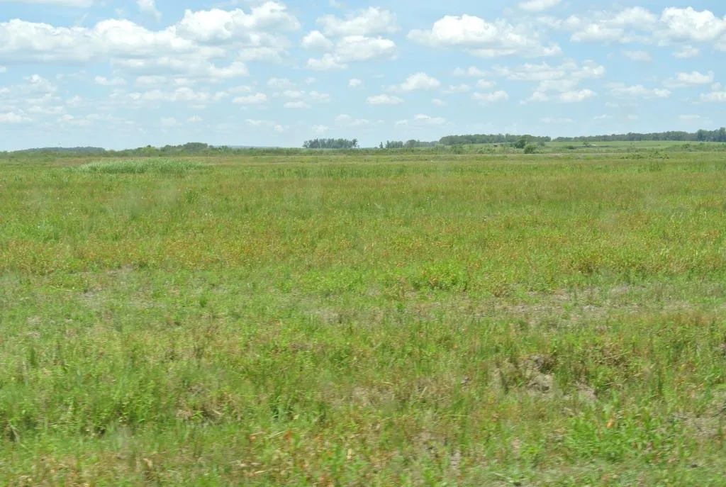 Campo de 1300ha en Cerro Largo Arrocero — foto 9
