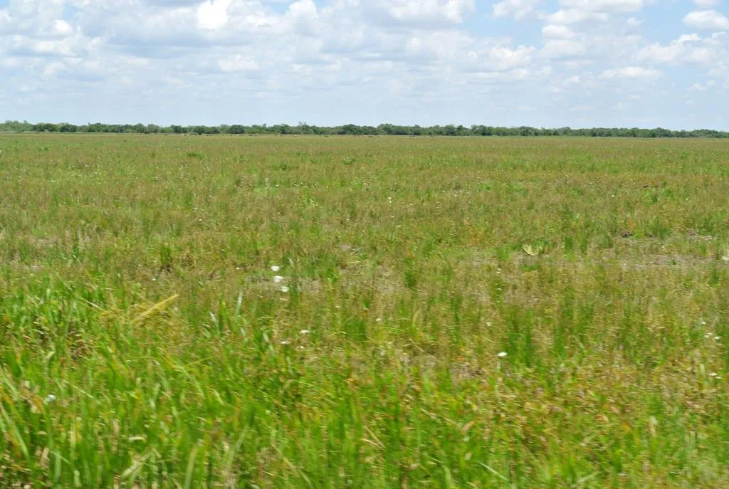 Campo de 1300ha en Cerro Largo Arrocero — foto 10