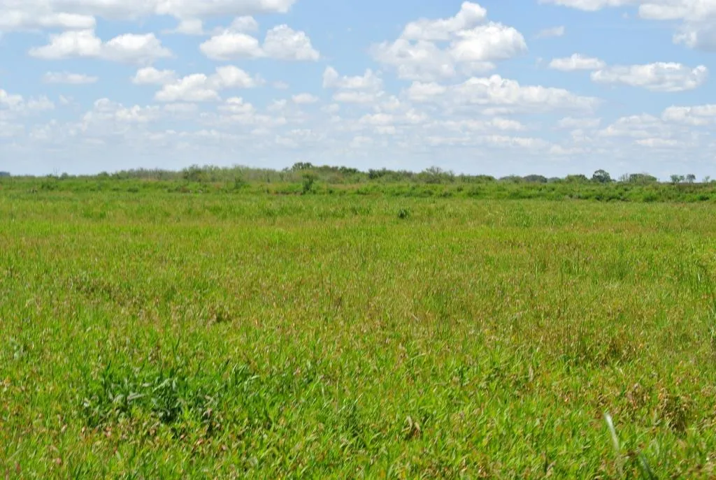 Campo de 1300ha en Cerro Largo Arrocero — foto 13