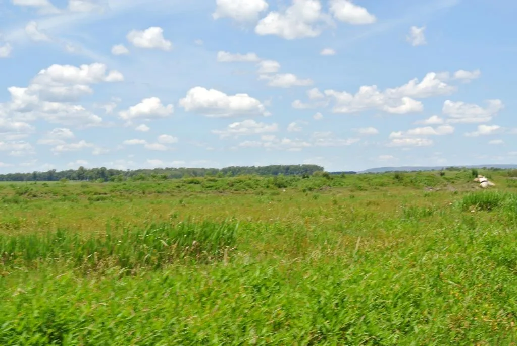 Campo de 1300ha en Cerro Largo Arrocero — foto 14