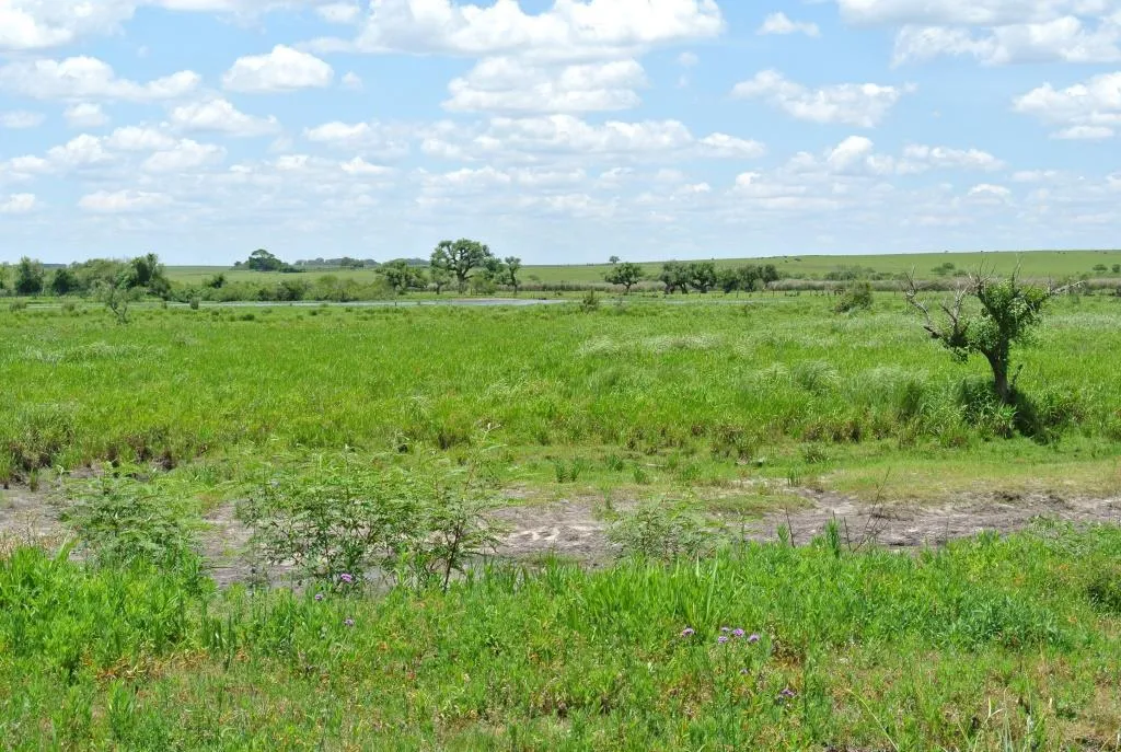 Campo de 1300ha en Cerro Largo Arrocero — foto 15