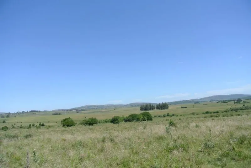 114.70 hectÃ¡reas | Campo | Ruta 39 km 36 — foto 3