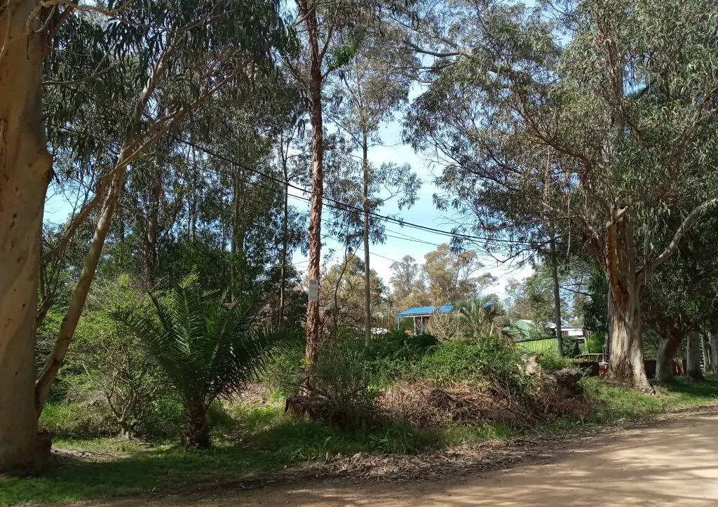 VENTA DE TERRENO ARBOLADO EN EL TESORO 1879 M2 — foto 2