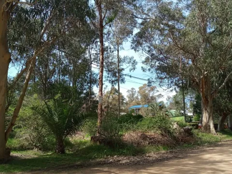 VENTA DE TERRENO ARBOLADO EN EL TESORO 1879 M2 — foto 2