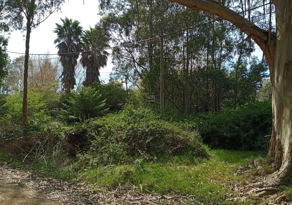 VENTA DE TERRENO ARBOLADO EN EL TESORO 1879 M2 — foto 3