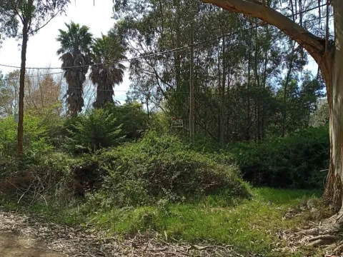 VENTA DE TERRENO ARBOLADO EN EL TESORO 1879 M2 — foto 3