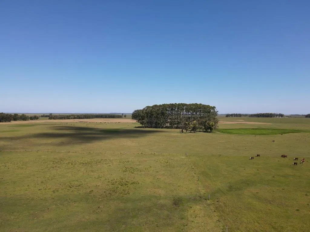 VENTA DE CAMPO AGRÍCOLA GANADERO EN VENTA ROCHA — foto 12