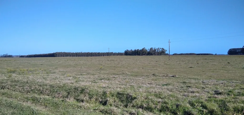 VENTA DE CAMPO AGRÍCOLA GANADERO EN VENTA ROCHA — foto 16
