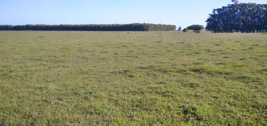 VENTA DE CAMPO AGRÍCOLA GANADERO EN VENTA ROCHA — foto 18