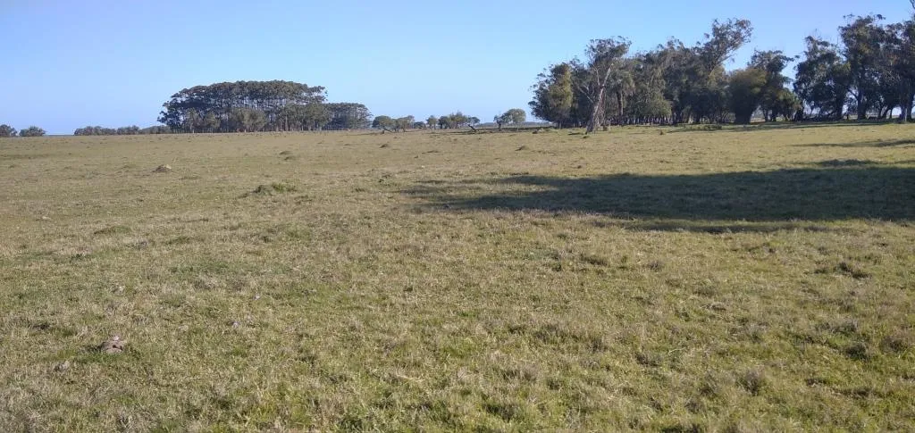 VENTA DE CAMPO AGRÍCOLA GANADERO EN VENTA ROCHA — foto 19